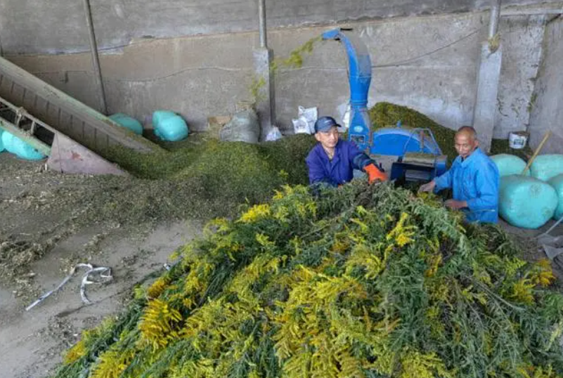 加拿大一枝黃花遇見對(duì)手 可作為湖羊飼料