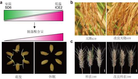 我國科學家找到調控水稻小麥穗發芽的“開關”